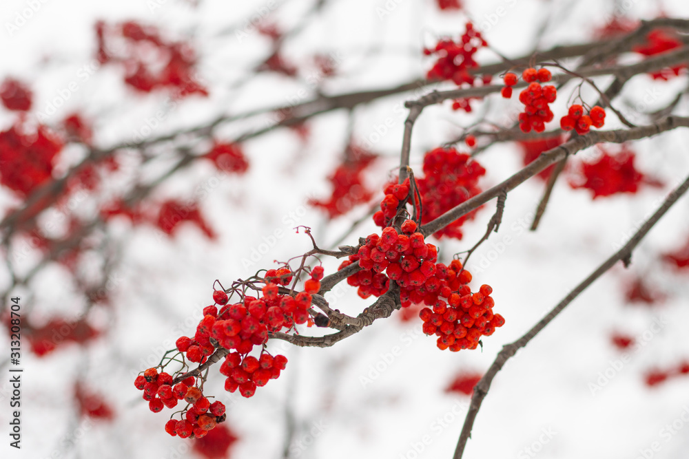 clusters of red mountain ash on the branches clusters of red mountain ash on the branches