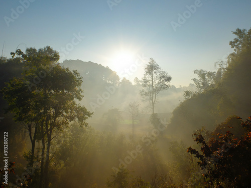 Morning light shining through the trees with mountain background