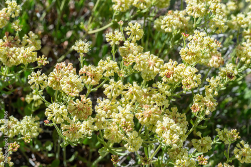USA, Nevada, Clark County, Gold Butte National Monument. The pale flower of Juniper sulphur flower (Eriogonum umbellatum var. juniporinum) wild buckwheat.