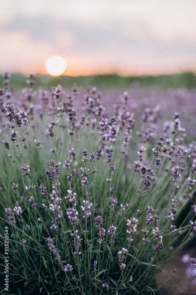 Fototapeta premium Bushes of provence lavender at sunset. Aromatherapy Natural cosmetic. Fields of French lavender. Soft focus.