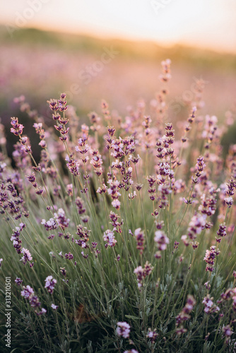 Bright purple lavender flowers in the sunset light. Aromatherapy Soft focus. Natural cosmetic. Provence.