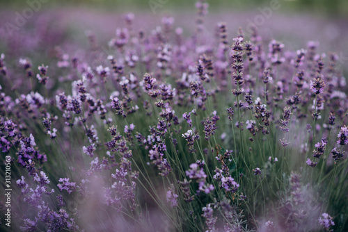 The texture of the lavender field. Pastel purple lavender flowers. Aromatherapy Natural cosmetic. Soft focus.