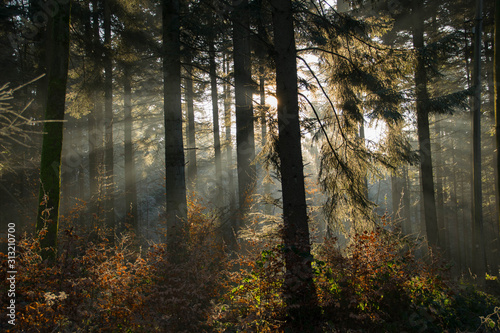 Winterlicht in den Wäldern des Schwarzwaldes
