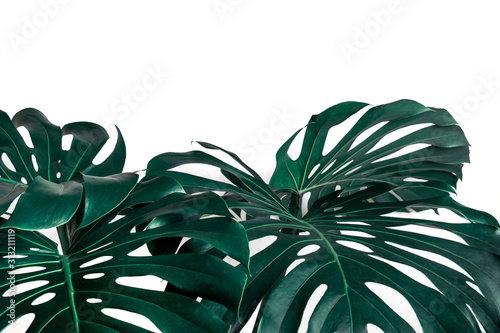 Selective focus of monstera leaves  leaf  on white color for decorating composition design background