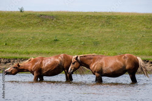 two Bay horses bowed their heads over the river