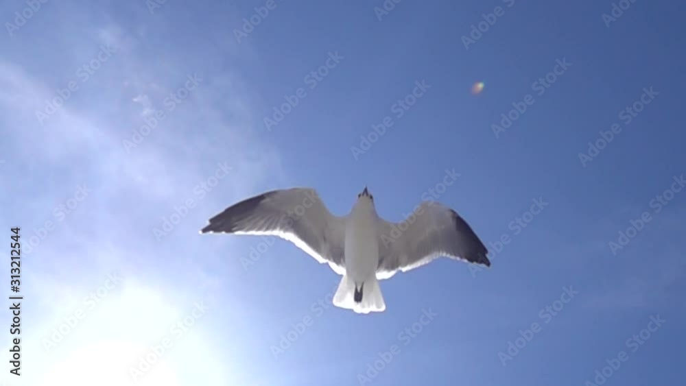 Slow motion seagull flying from below with blue sky background.