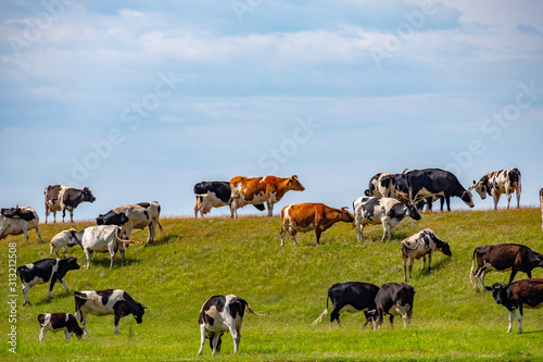 many cows of different colors on a green hill graze on a summer day