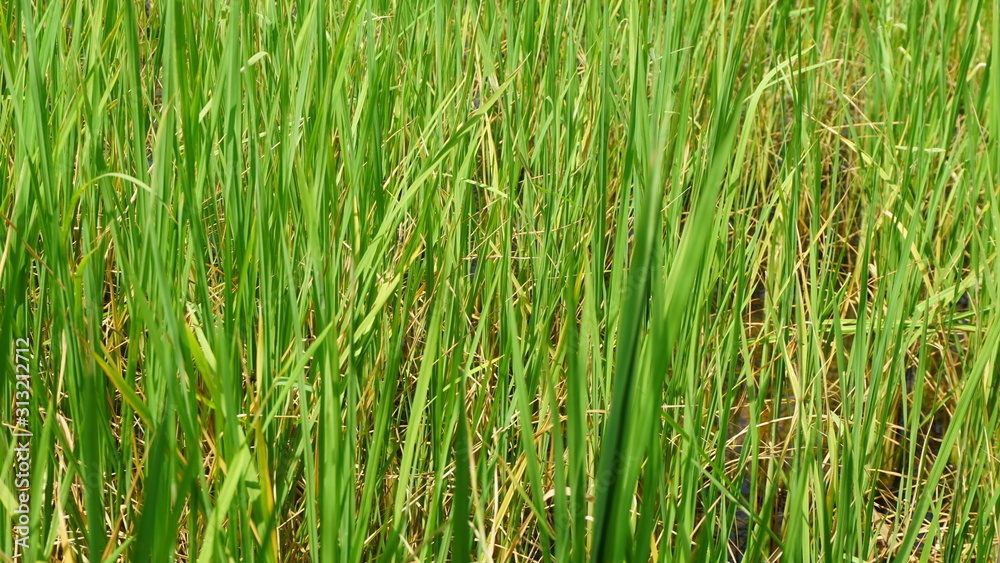 Rice Paddy Rice Paddy
