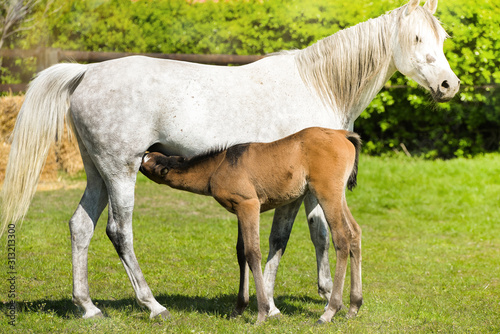 Leinwand Poster young foal grazing with his mother