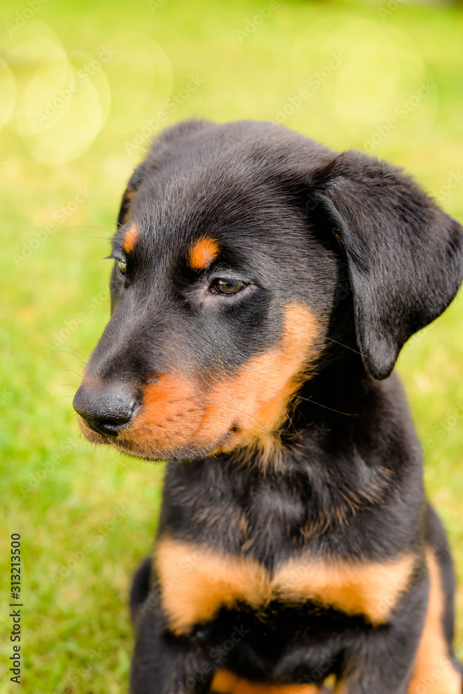 cute portrait of a Beauce shepherd puppy cute portrait of a Beauce shepherd puppy