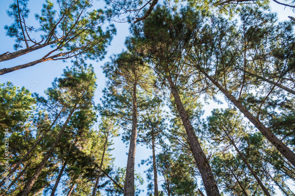 Pine tree forest in Hot district, Chiang Mai, Thailand. Pine tree forest in Hot district, Chiang Mai, Thailand.
