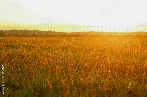 Golden grass field in the evening sunlight