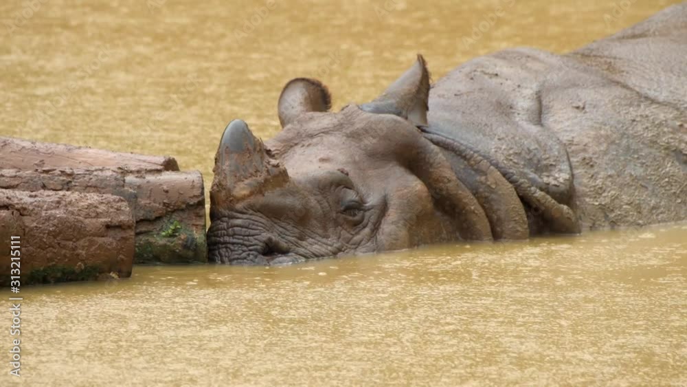 rhinoceros in rain water closeup rainy day wildlife in ran rhinoceros in rain water closeup rainy day wildlife in ran