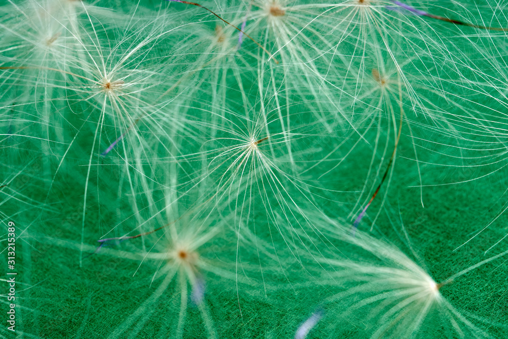 Obraz premium thistle seed on soft focus on green background