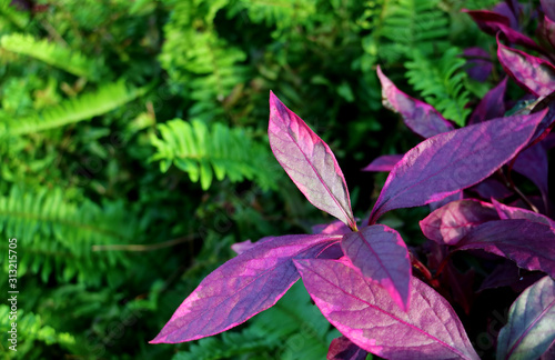 Vivid purple leaves of the tropical plants among vibrant green Fern foliage