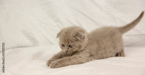 scottish kitten on a white background