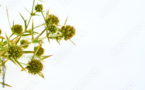 close-up view of the fField Eryngo  Eryngium campestre   a spiny plant used in medicine