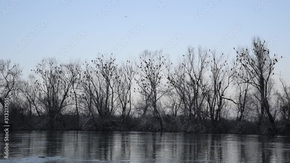Skodra lake, Albania. Silhouette of many birds on the trees Skodra lake, Albania. Silhouette of many birds on the trees