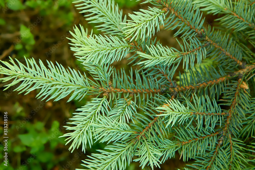 Spruce twig close up