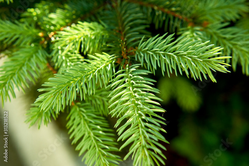 Spruce twig close up