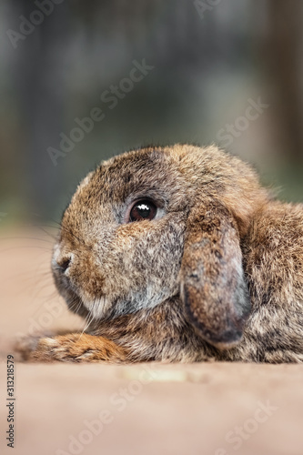 Cute bunny rabbit outdoor portrait 