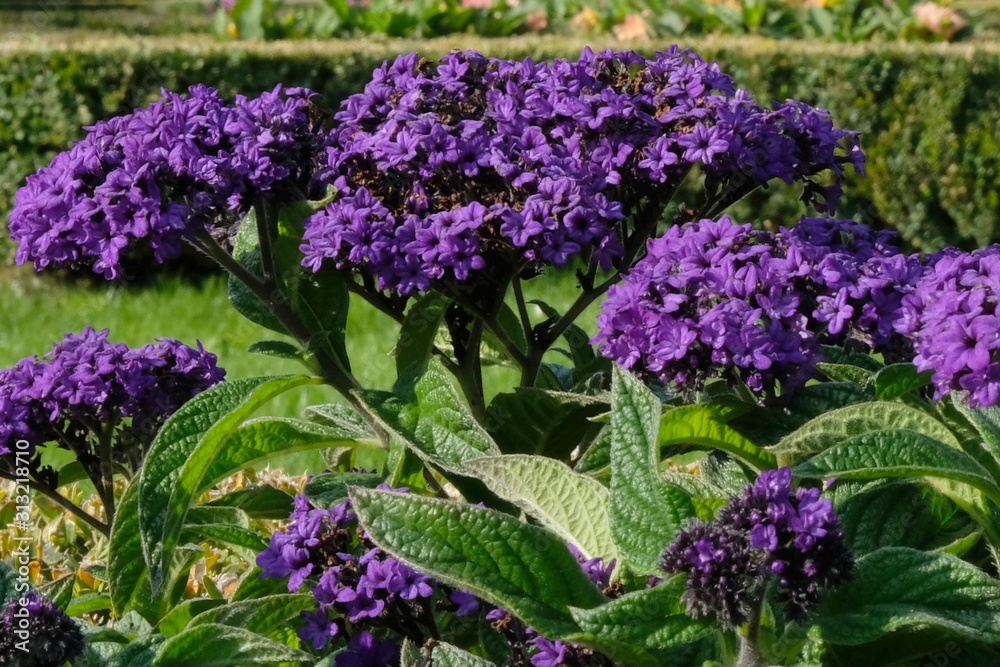 Obraz premium Violet flowers of Heliotropium arborescens, ornamental plants often grown in gardens