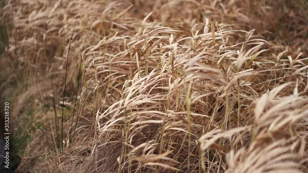 Tall dry yellow grass on a farm path blowing in strong wind Tall dry yellow grass on a farm path blowing in strong wind