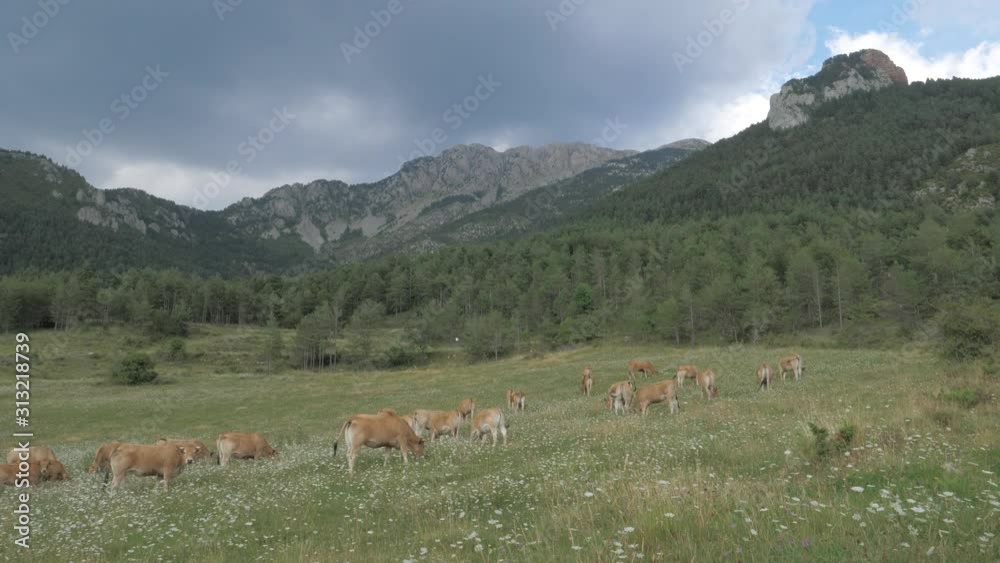 Brown Cows Standing in a Pasture and eating grass, mountains in the background with cloudy sky. Cows on green meadow. Brown Cows Standing in a Pasture and eating grass, mountains in the background with cloudy sky. Cows on green meadow.