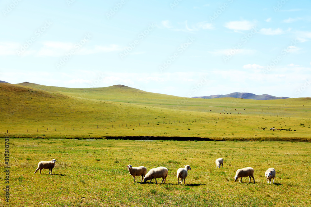 Obraz premium Sheep flock is on the grassland