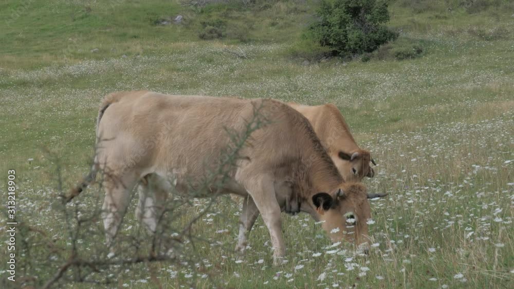 Brown Cows Standing in a Pasture and eating grass, mountains in the background. Cows on green meadow. Brown Cows Standing in a Pasture and eating grass, mountains in the background. Cows on green meadow.