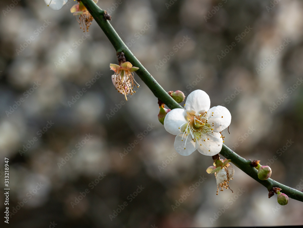 Close up of Write Plum flower blooming in spring Close up of Write Plum flower blooming in spring