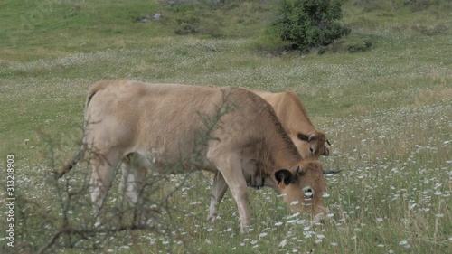 Brown Cows Standing in a Pasture and eating grass, mountains in the background. Cows on green meadow. photo