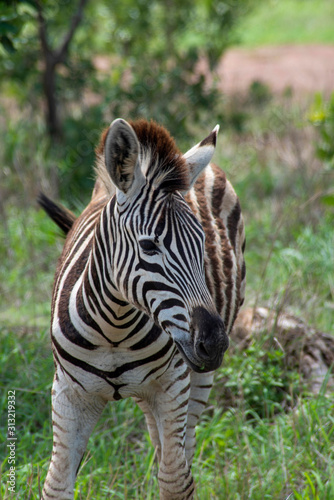 Zebra