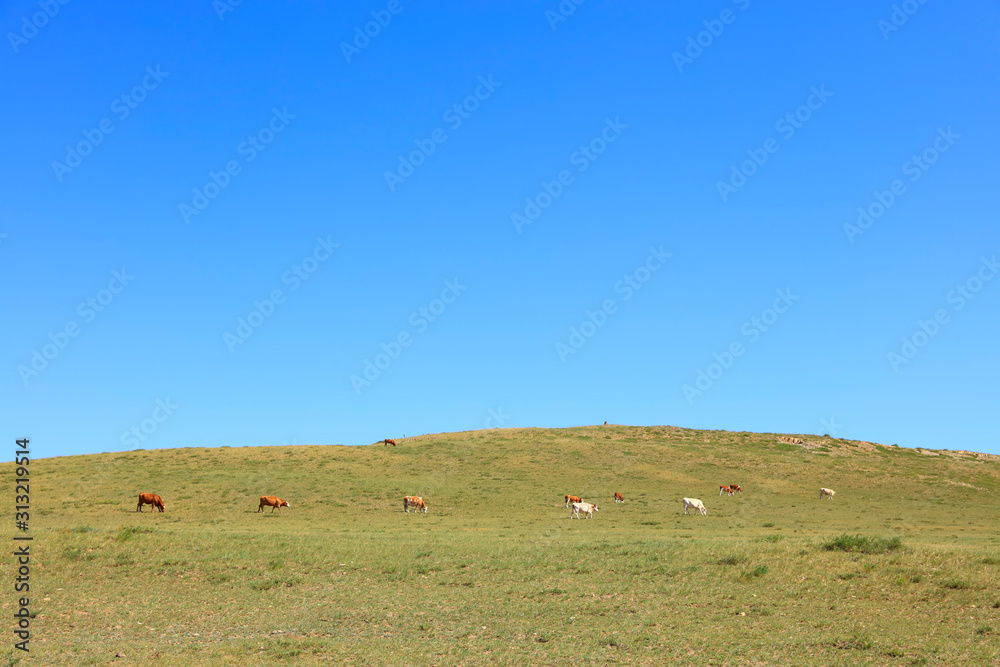 Obraz premium A herd of cattle are eating grass on the grassland