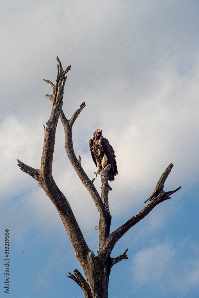 Sęp Kruger National Park