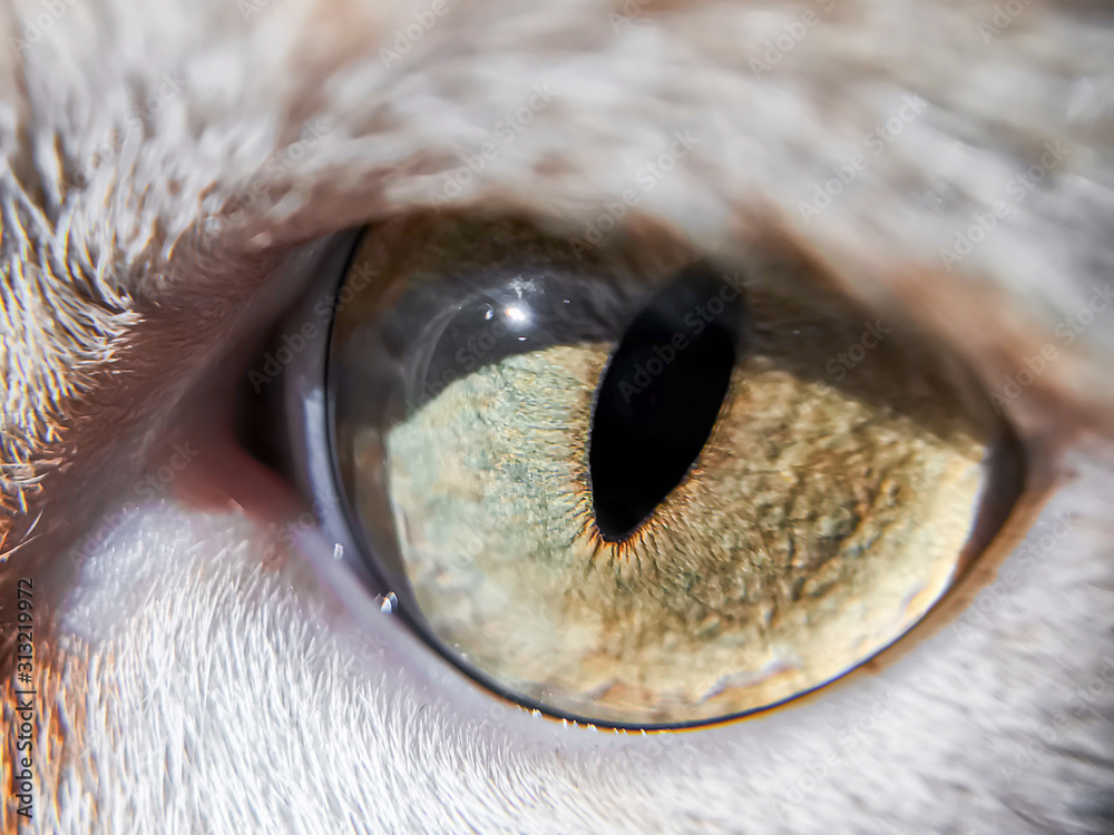 Green-yellow eye of a white and red cat close-up. Macro photo. Buildings are reflected in the eye. The concept of pets keeping cats at home.. Green-yellow eye of a white and red cat close-up. Macro photo. Buildings are reflected in the eye. The concept of pets keeping cats at home..