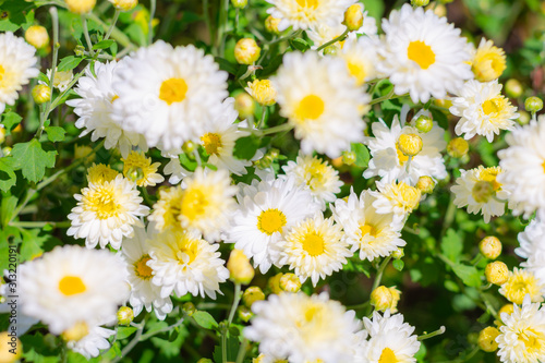 White chrysanthemum flower in plantation field for making chinese herbal medicine. © torjrtrx