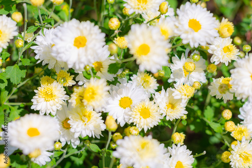 White chrysanthemum flower in plantation field for making chinese herbal medicine.