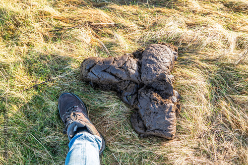 Foto Very big cow dung in the grass at Sheskinmore National Reserve in County Donegal