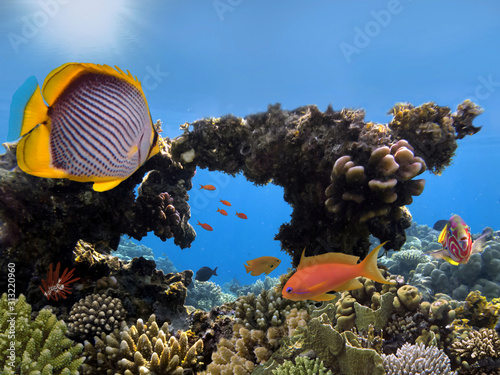 Fototapeta Naklejka Na Ścianę i Meble -  Photo of a tropical Fish on a coral reef