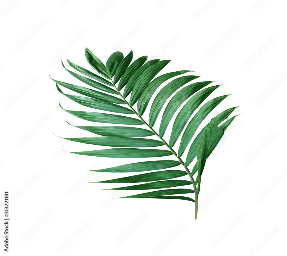 tropical nature green palm leaf isolated pattern background tropical nature green palm leaf isolated pattern background