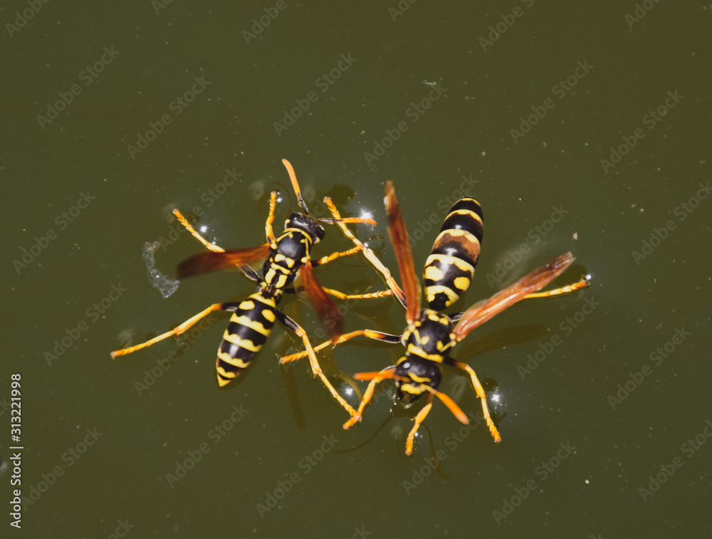 Fototapeta premium Wasps Polistes drink water. Wasps drink water from the pan, swim