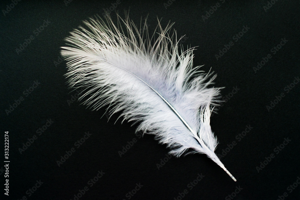 Obraz premium White feather isolated on a black background. 