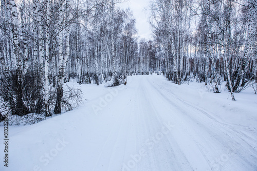 Snowy road in a winter birch forest