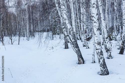 Winter birch forest in the evening