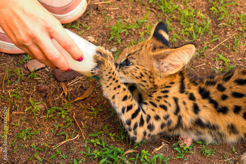 Close-up portrait of a 2 month old serval kitten (Leptailurus serval) being fed with a milk bottle at a breeding station near Cullinan, South Africa
