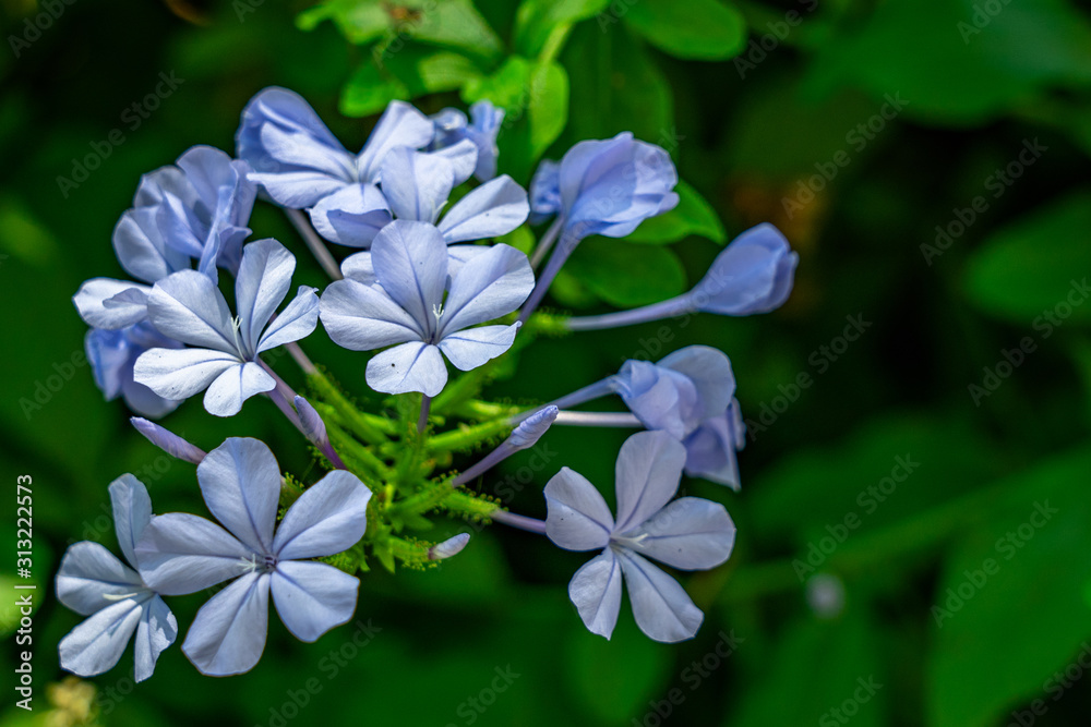 Beautful blue flowers with bright green leaves Beautful blue flowers with bright green leaves