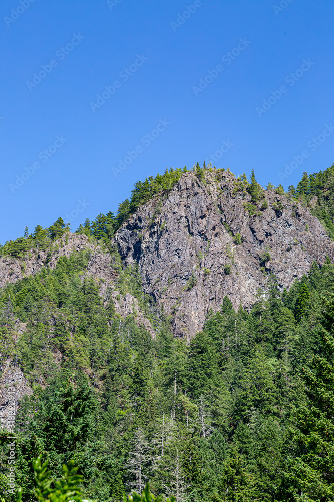 Pine woodland and rugged mountains, in Olympic National Park, Washington
