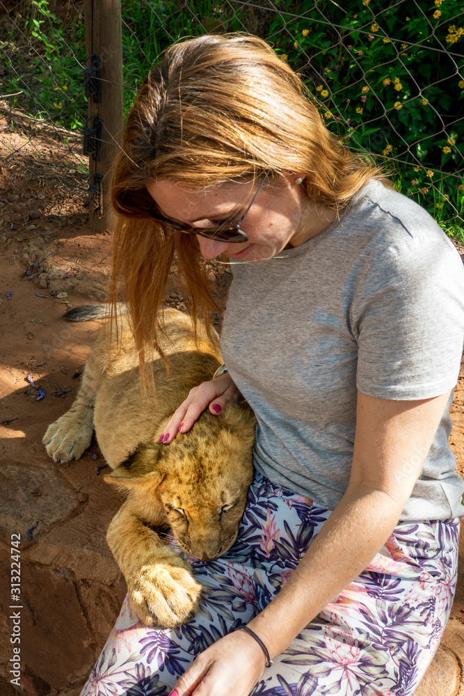 Female tourist touching, petting, stroking and cuddling a 4 month old lion cub (Panthera leo) at a breeding station near Cullinan, South Africa Female tourist touching, petting, stroking and cuddling a 4 month old lion cub (Panthera leo) at a breeding station near Cullinan, South Africa