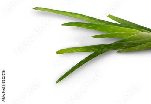 Aloe vera plant on white background.  clipping path 